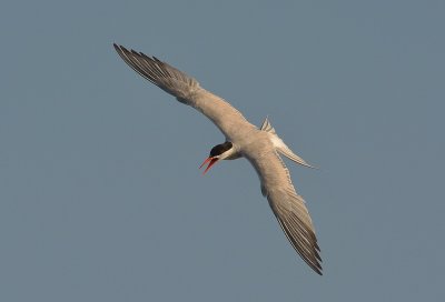 Sterne pierregarin Sterna hirundo - Common Tern