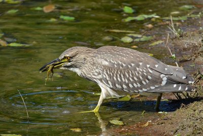 Bihoreau gris (Nycticorax nycticorax)