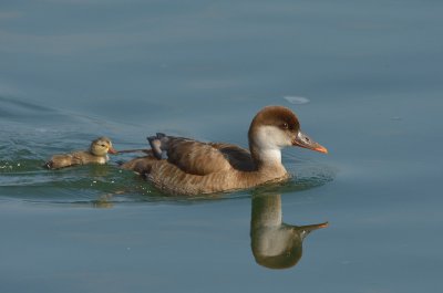 Nette rousse | Netta rufina | 