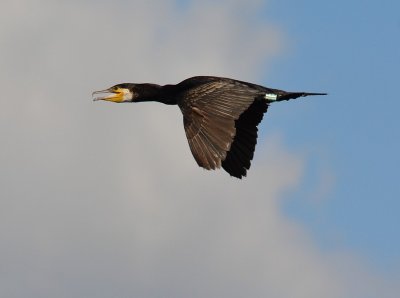 Grand Cormoran | Phalacrocorax carbo |