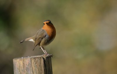 Rougegorge          Erithacus rubecula