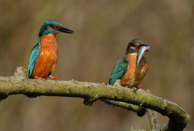 Martin pcheur -Alcedo atthis