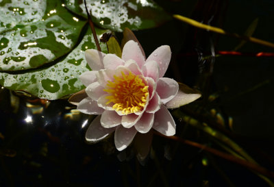 DSC_2599c.jpg