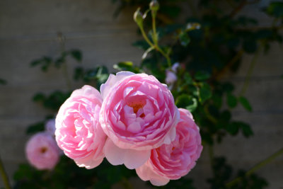 DSC_2655.jpg