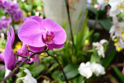 DSC_2895.jpg
