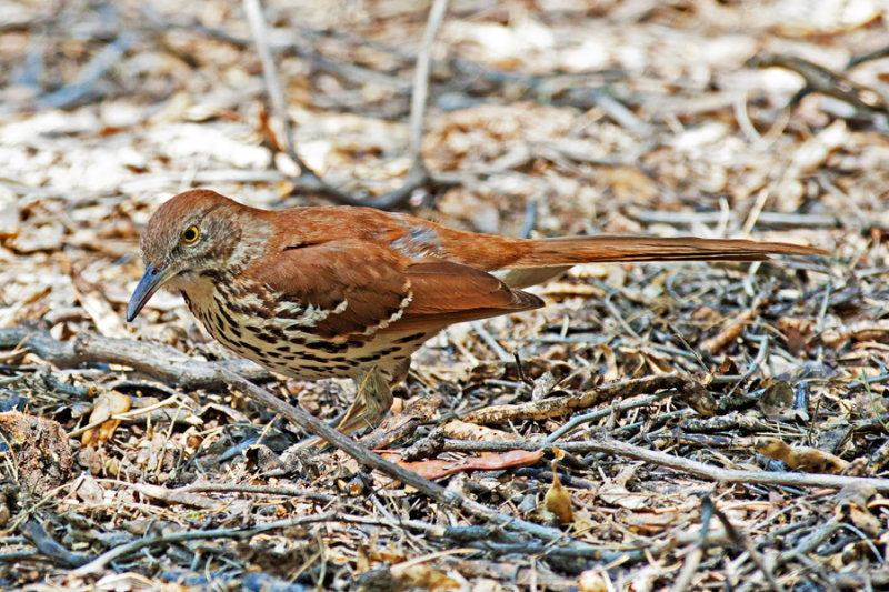 Thrasher, Brown 1731
