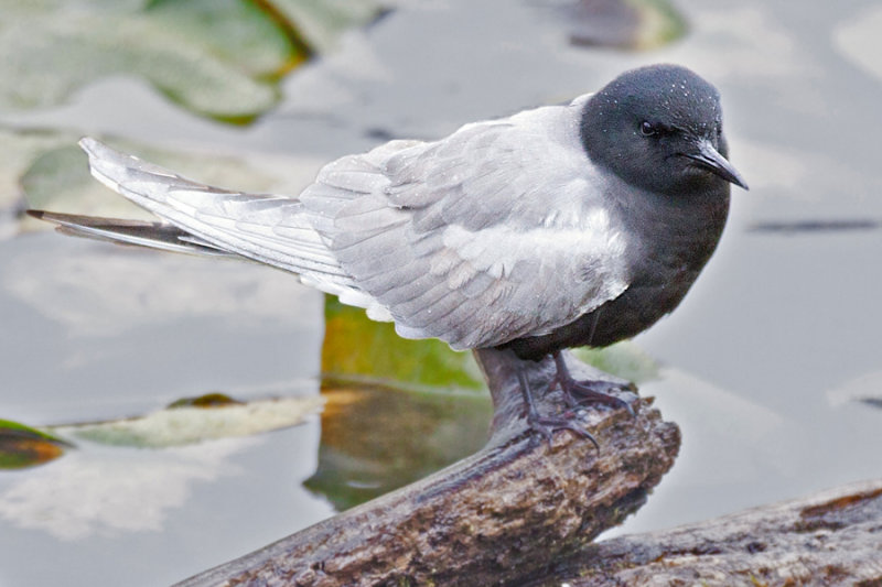 Tern, Black 5084