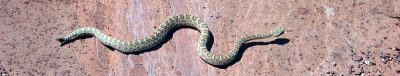 IMG_1015 800x150fixedfixed.jpg