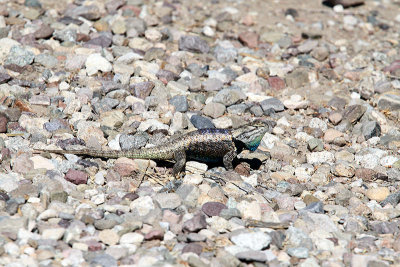 IMG_1555 great lizardfixedfixed.jpg