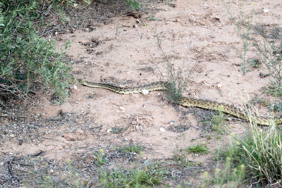 IMG_2067 40 inch bull snakefixedfixed.jpg