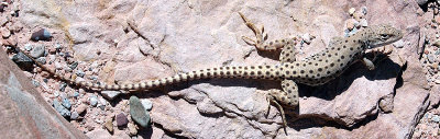 IMG_2804 long lizard crop-iCfixedfixed.jpg