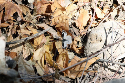 IMG_5372 great chiricahua white bflyfixedfixed.jpg