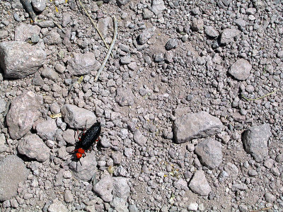 IMG_5988great red and black bugfixedfixed.jpg