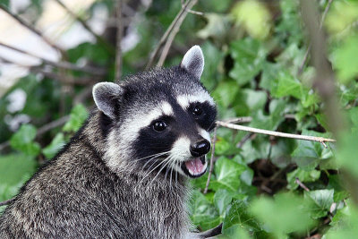 IMG_6398 raccoon irf resize 800wfixedfixed.jpg