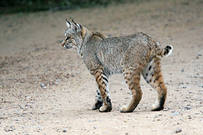 IMG_7031 bobcatfixedfixed.jpg