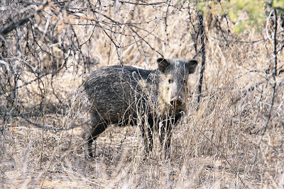 IMG_7193 javelina 800wfixedfixed.jpg