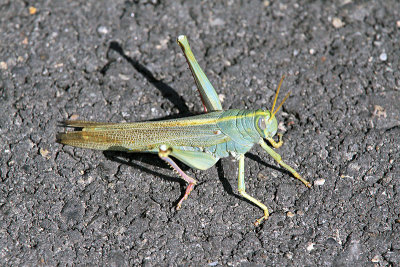 grasshopper IMG_2547afixedfixed.jpg
