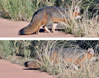 gray fox pairfixedfixed.jpg