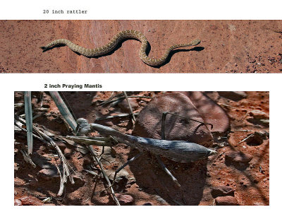 snake and mantisfixedfixed.jpg