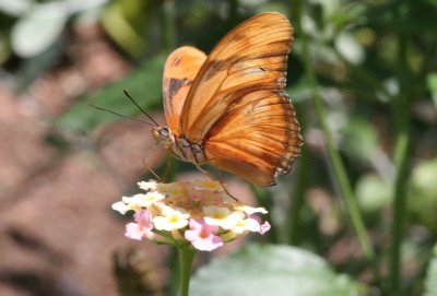 IMG_4550 orange butterfly 800w.jpg