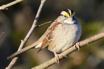 Sparrow, White Throated 7172 