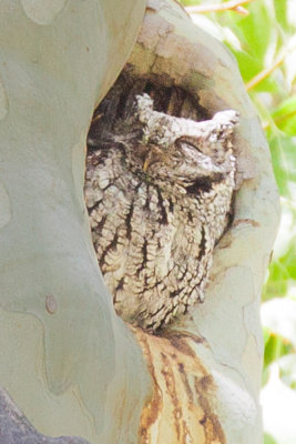 Owl, Whiskered Screech 4448
