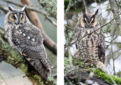 Owls, Long Eared 9951