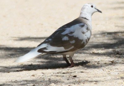 1811 hybrid or leucistic eurasian collared dove