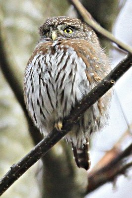 Owl, Northern Pigmy 0526