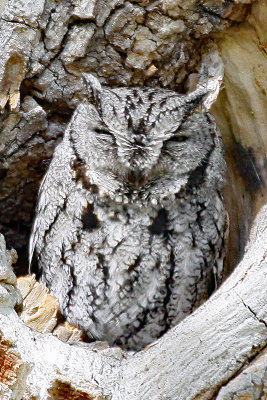 Owl, Western Screech 4958