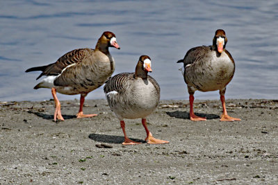 Goose, Greater White Fronted 9234