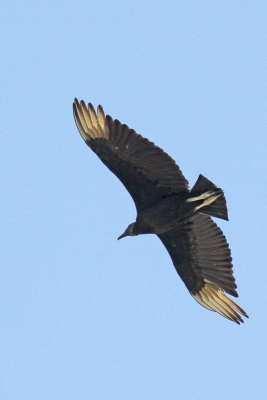 Vulture, Black 3507