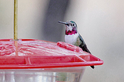 Hummingbird, Broad Tailed 5737