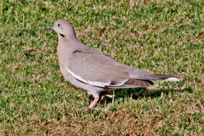 Dove, White Winged 7921