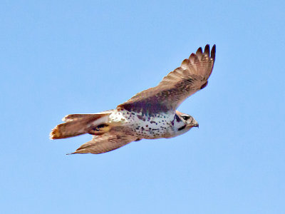 Falcon, Prairie 8184
