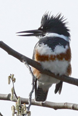 Kingfisher, Belted 1271