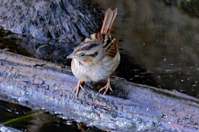 Sparrow, Swamp 0091