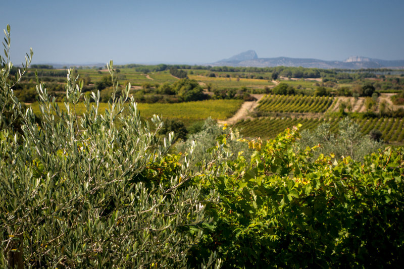 At Sylvias Winery, Languedoc