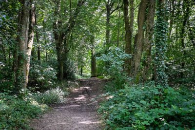 The wooded walk to Hardys cottage