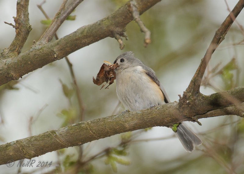 Titmouse 20140507_17155217_5X7_W.jpg