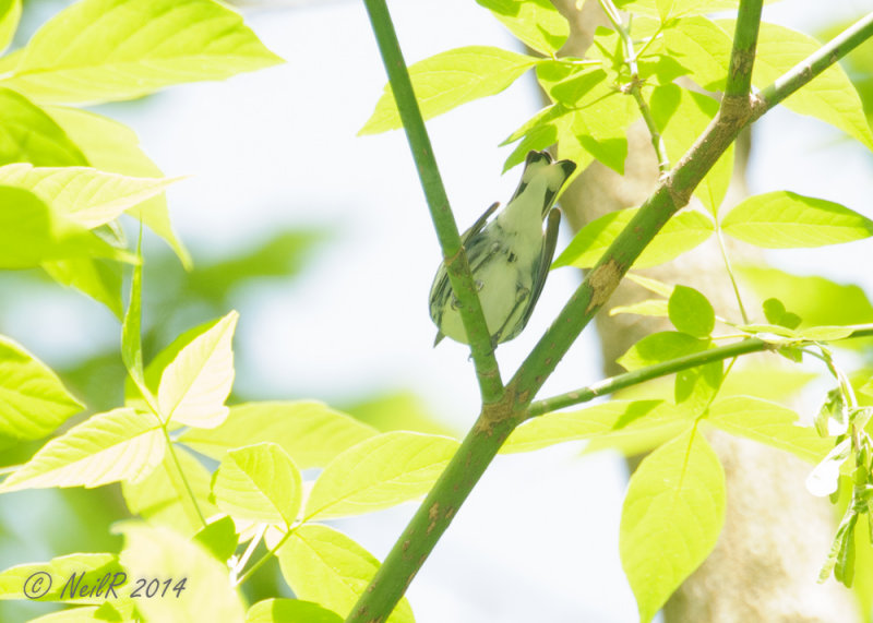 Warbler, Cerulean 20140512_15225800_5x7_W.jpg