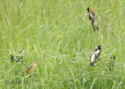 Bobolink DSCN_319318.JPG