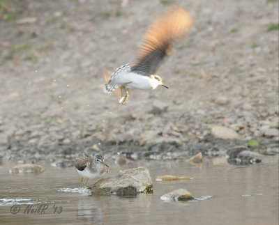 Solitary Sandpiper DSCN_319948.JPG