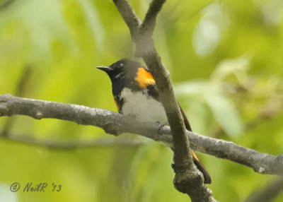 Warbler, American Redstart DSCN_320837.JPG