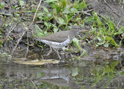 Spotted Sandpiper DSCN_321162.JPG