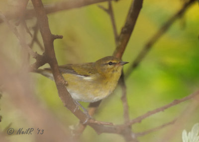 Tennessee Warbler DSCN_334899.JPG