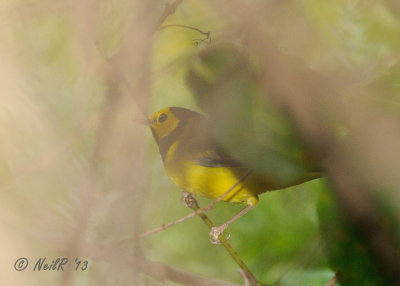 Hooded Warbler DSCN_334901.JPG