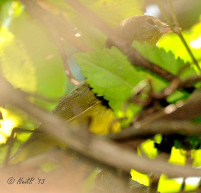 Mourning Warbler DSCN_334912.JPG
