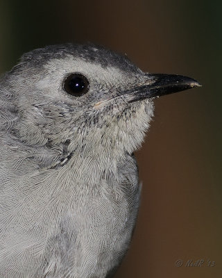 Gray Catbird DSCN_335307.JPG