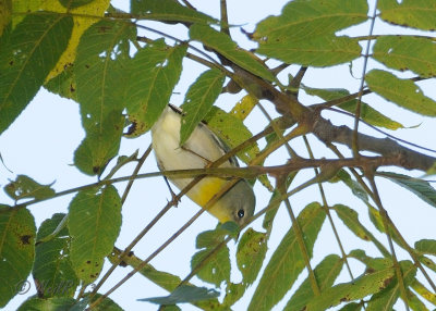 Northern Parula DSCN_336733.JPG